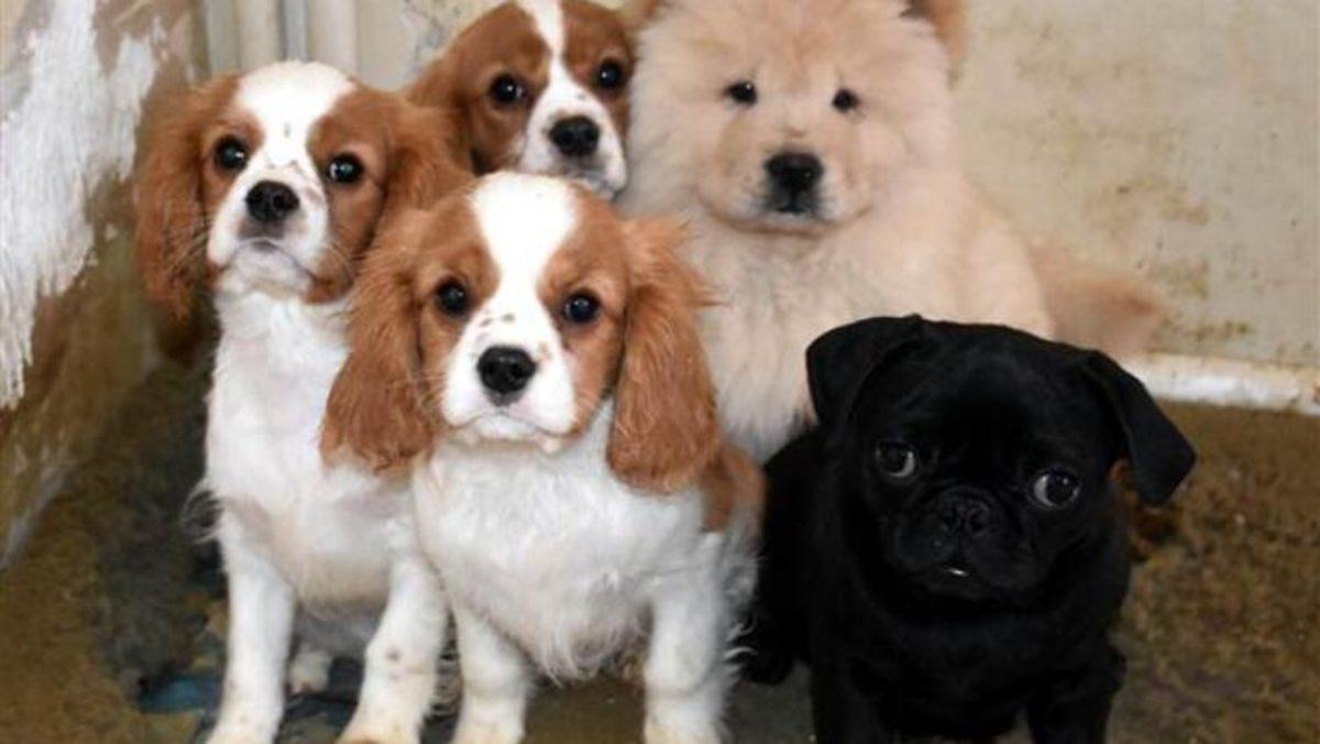 Bilim İnsanları, Köpeklerin Burnunun Sıcaklığı da Algıladığını Tespit Ettiler