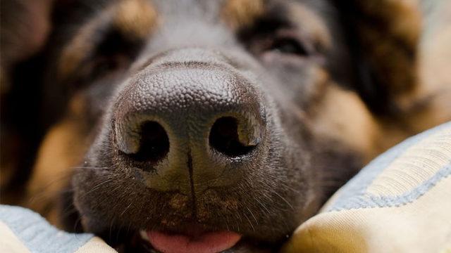 Bilim İnsanları, Köpeklerin Burnunun Sıcaklığı da Algıladığını Tespit Ettiler