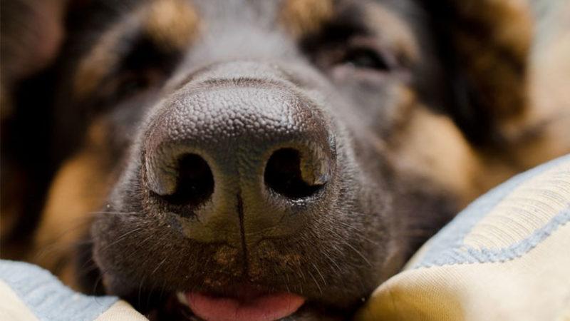 Bilim İnsanları, Köpeklerin Burnunun Sıcaklığı da Algıladığını Tespit Ettiler