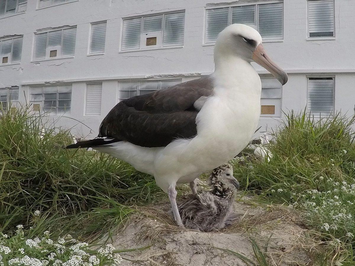 Günümüzde Yaşayan En Yaşlı 11 Hayvan