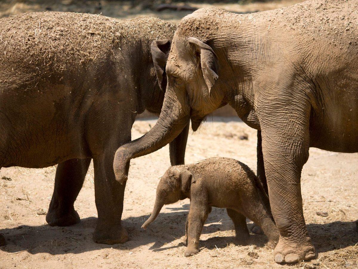 Günümüzde Yaşayan En Yaşlı 11 Hayvan