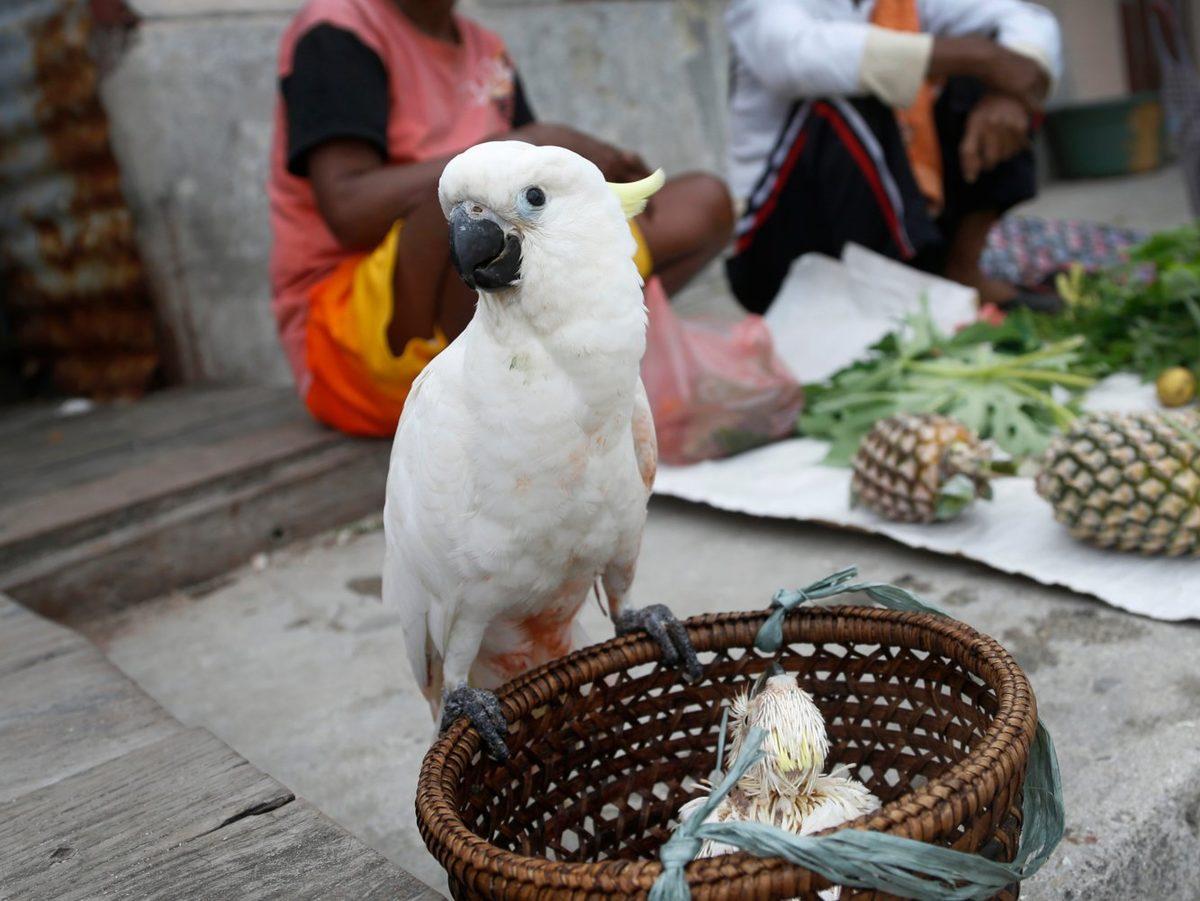 Günümüzde Yaşayan En Yaşlı 11 Hayvan