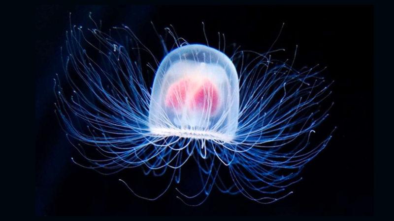 Günümüzde Yaşayan En Yaşlı 11 Hayvan