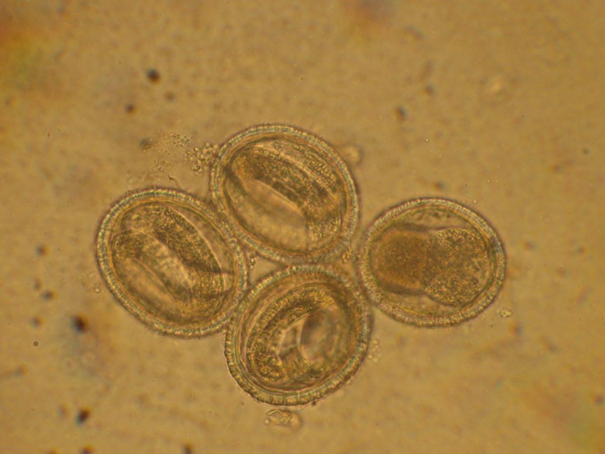 Bilim İnsanları, İpliksi Solucanları Kullanarak Kanseri Tespit Eden Bir Yöntem Geliştirdi