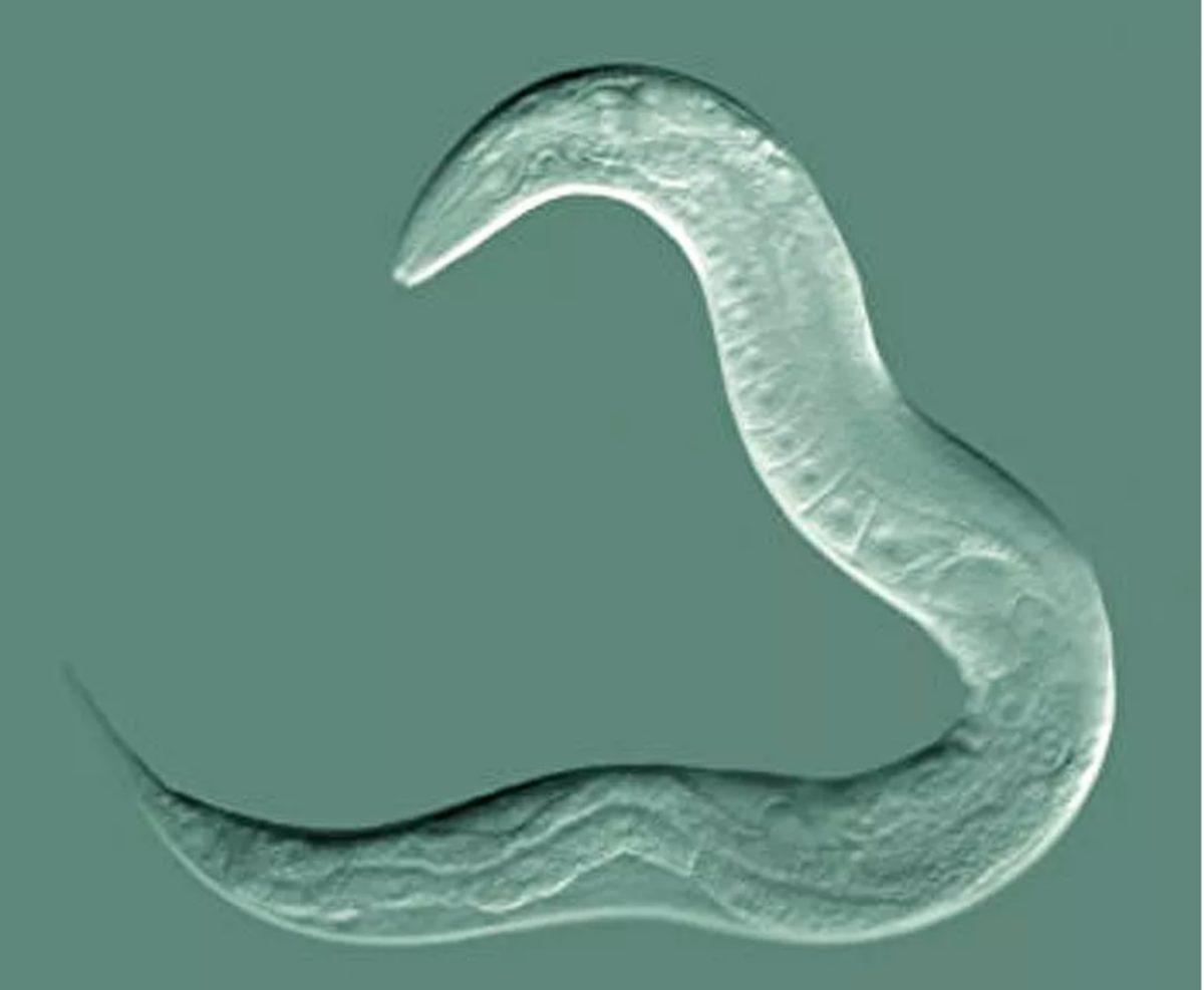 Bilim İnsanları, İpliksi Solucanları Kullanarak Kanseri Tespit Eden Bir Yöntem Geliştirdi