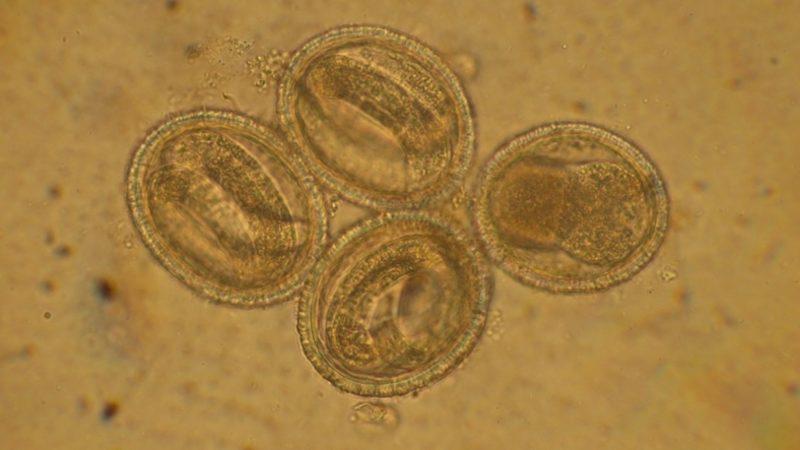 Bilim İnsanları, İpliksi Solucanları Kullanarak Kanseri Tespit Eden Bir Yöntem Geliştirdi