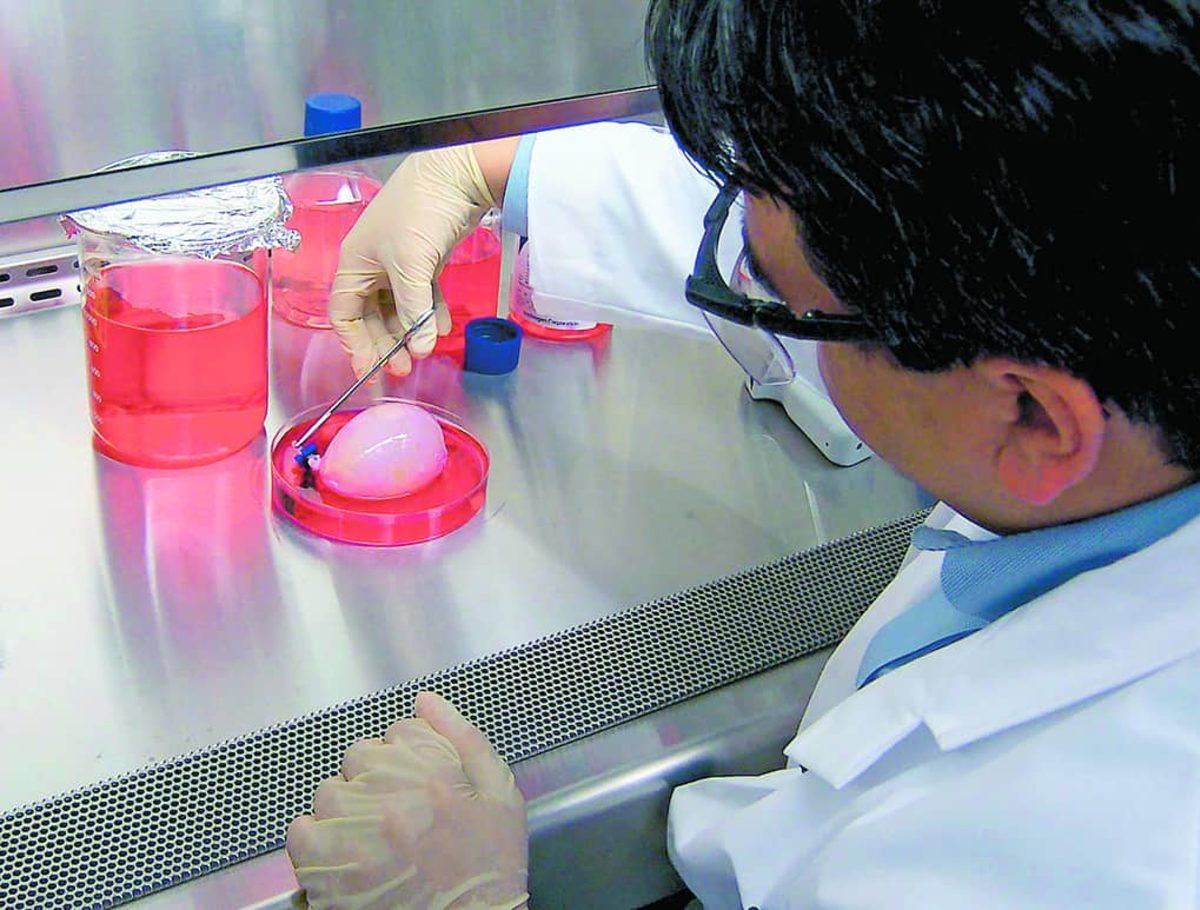 Hayvanlar Üzerindeki İlaç Deneyleri Son Buluyor: Yapay Organlar Geliştirildi