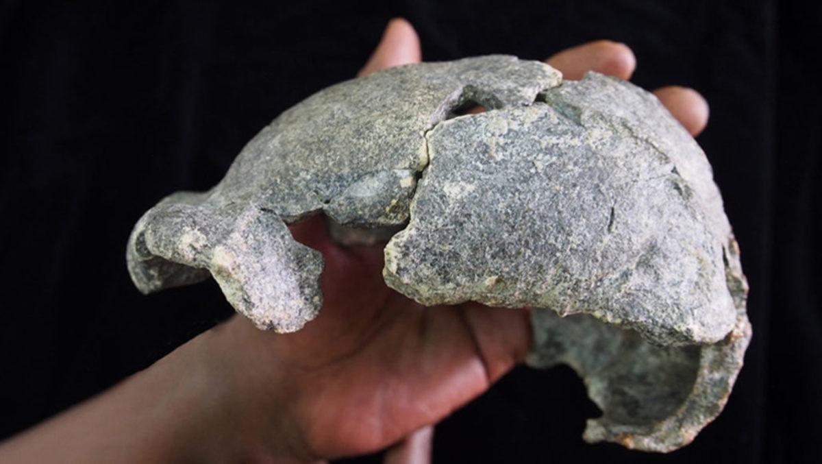 Homo Erectus Hakkında Bilinenleri Değiştirebilecek Kafatasları ve Aletler Bulundu