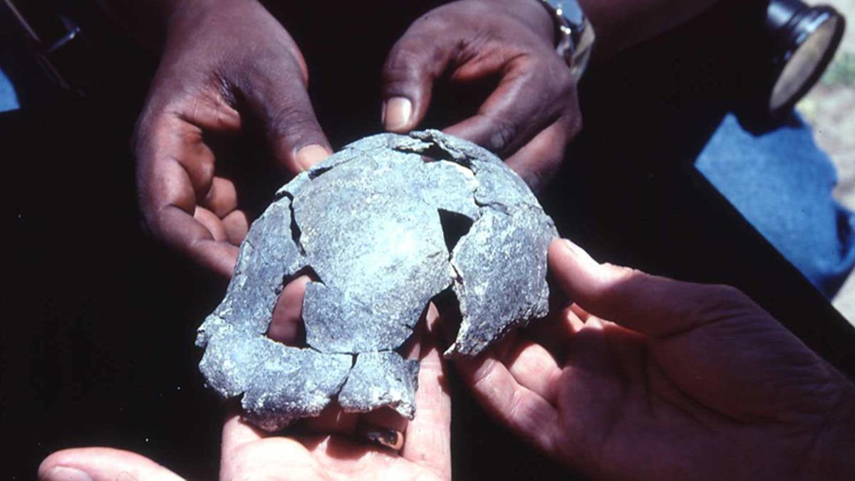 Homo Erectus Hakkında Bilinenleri Değiştirebilecek Kafatasları ve Aletler Bulundu