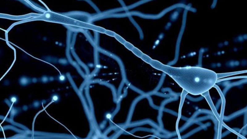 Beyinimizin, Bir Şeyi Öğrenirken ve Hatırlarken Aynı Aktiviteyi Gösterdiği Keşfedildi