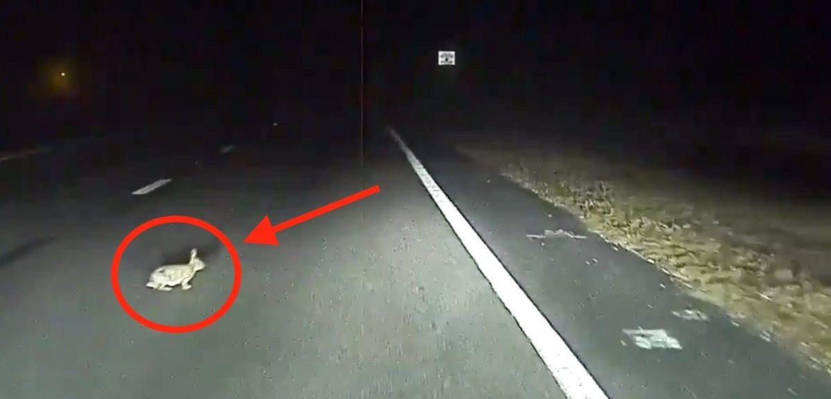 Tesla Model S, Bu Kez Bir Tavşanın Hayatını Kurtardı (Video)
