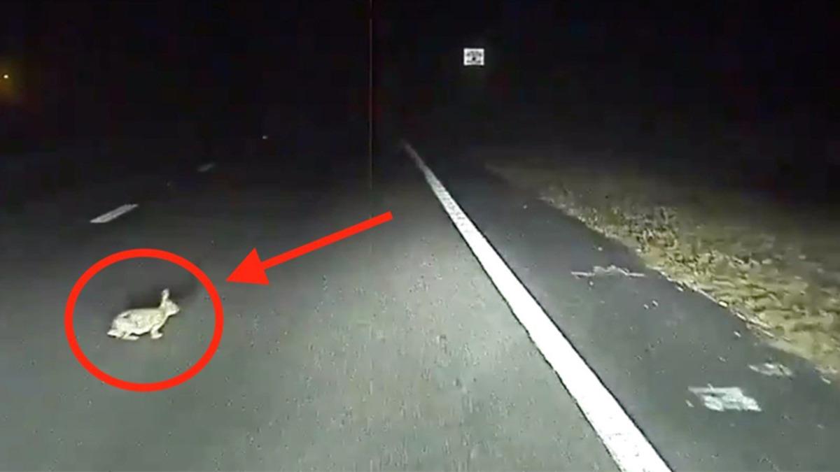 Tesla Model S, Bu Kez Bir Tavşanın Hayatını Kurtardı (Video)