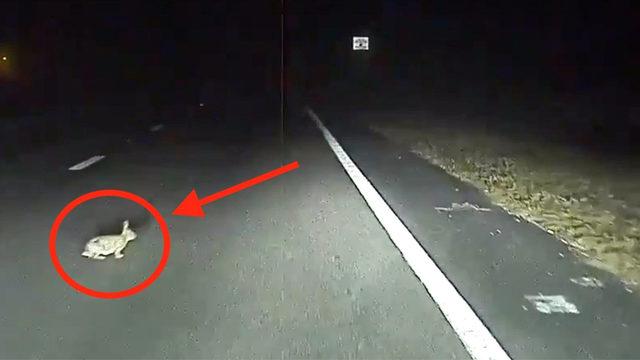 Tesla Model S, Bu Kez Bir Tavşanın Hayatını Kurtardı (Video)