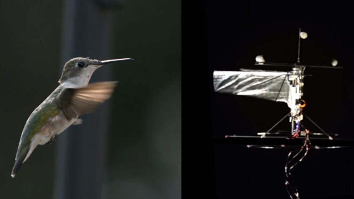 Bilim İnsanları, Tıpkı Sinek Kuşları Gibi Uçabilen Bir Robot Kuş Üretti