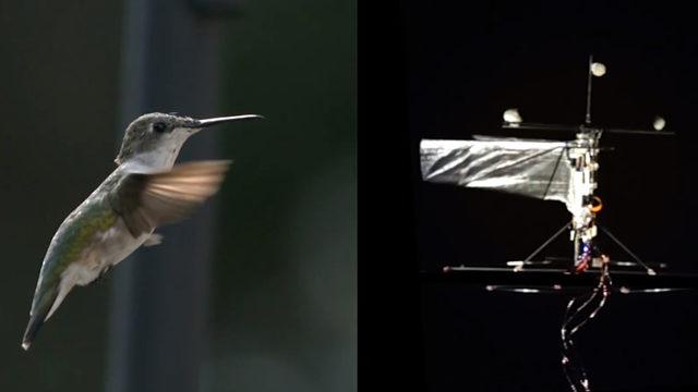Bilim İnsanları, Tıpkı Sinek Kuşları Gibi Uçabilen Bir Robot Kuş Üretti