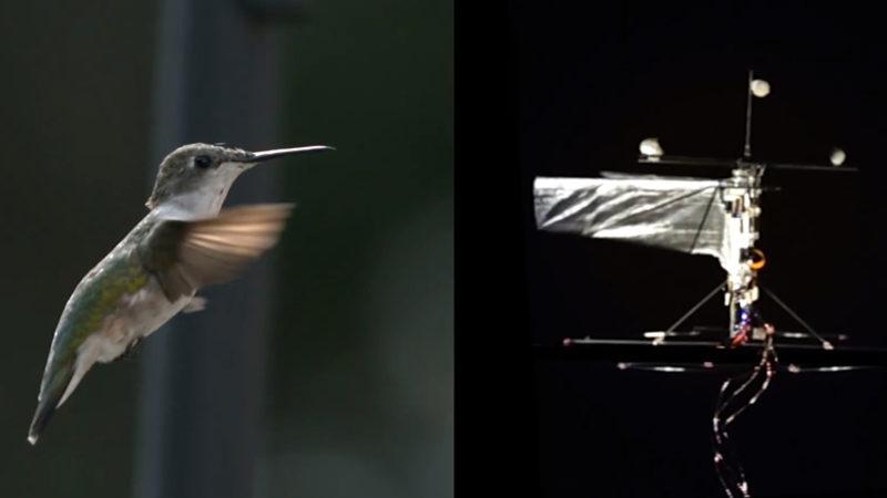 Bilim İnsanları, Tıpkı Sinek Kuşları Gibi Uçabilen Bir Robot Kuş Üretti