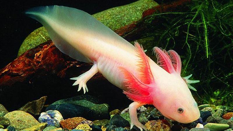 Semenderlerin Bir Özelliğinin İnsanlar Üzerinde Kullanılması Hedefleniyor