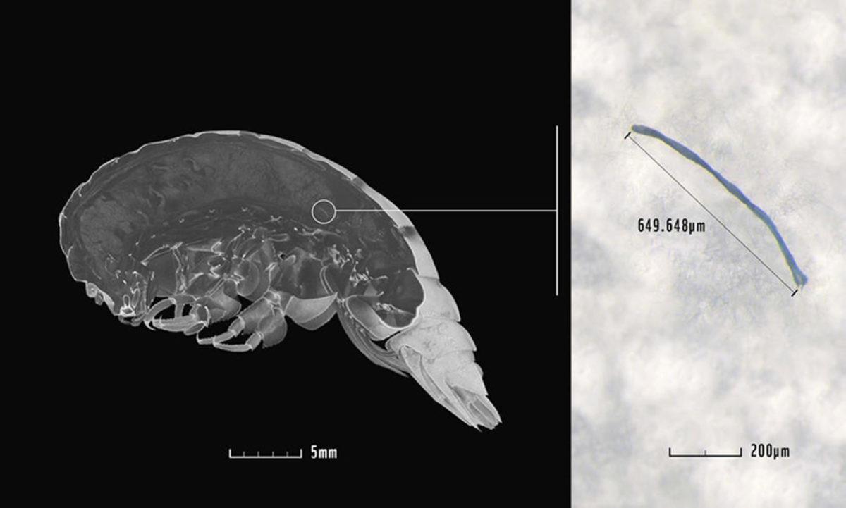 Okyanusun 11 Kilometre Dibinde İçinde Plastik Olan Bir Canlı Bulundu
