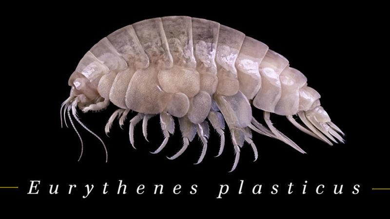 Okyanusun 11 Kilometre Dibinde İçinde Plastik Olan Bir Canlı Bulundu