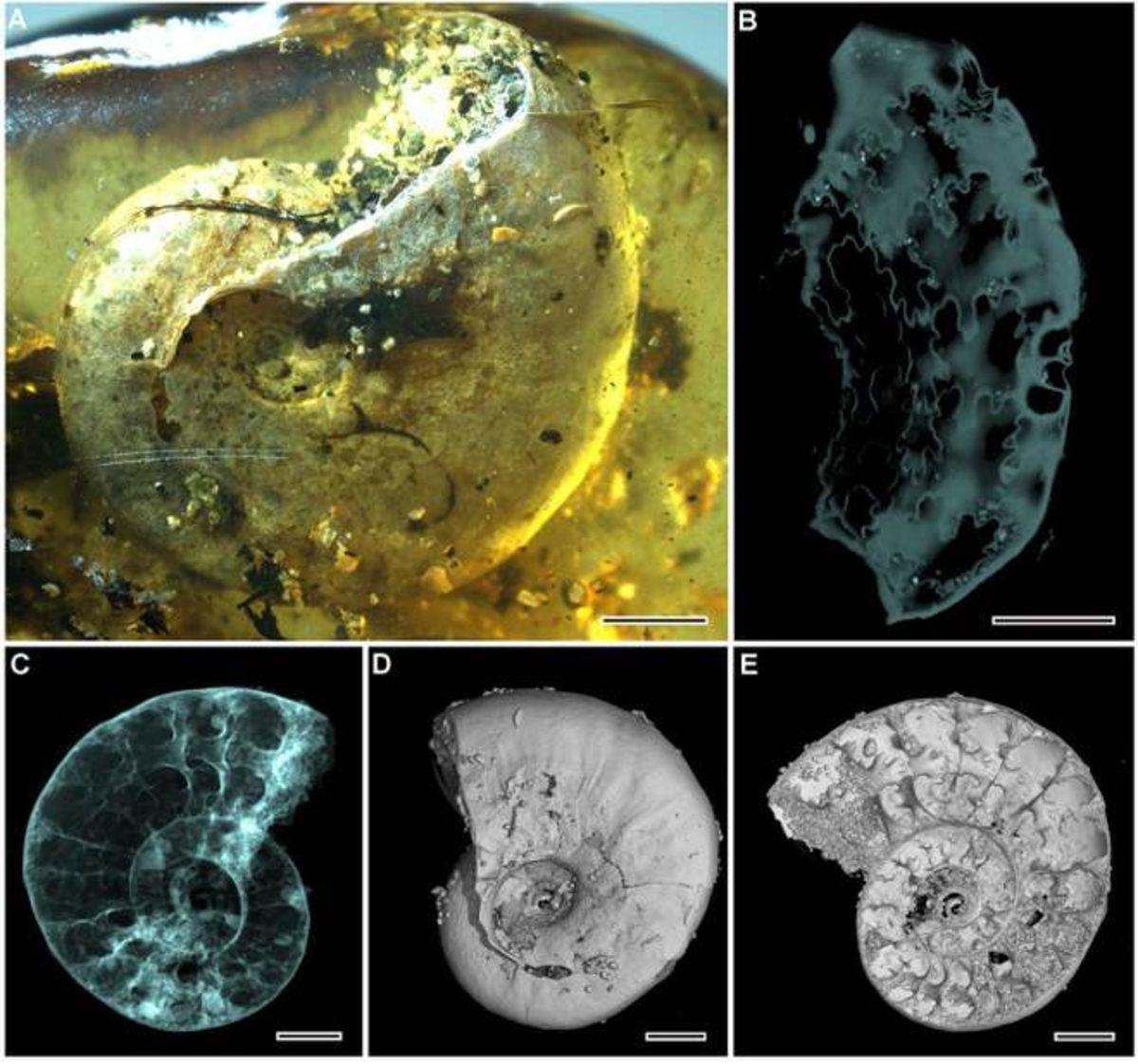 Bir Kehribarın İçerisinde 99 Milyon Yıllık Ammonit Fosili Bulundu