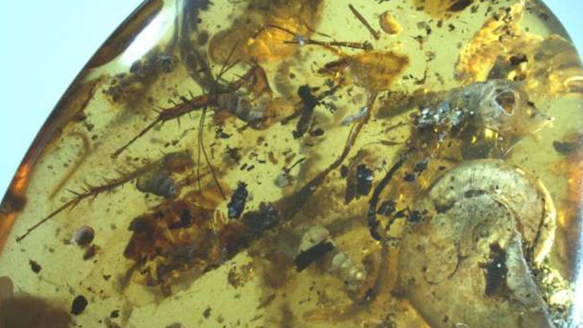 Bir Kehribarın İçerisinde 99 Milyon Yıllık Ammonit Fosili Bulundu