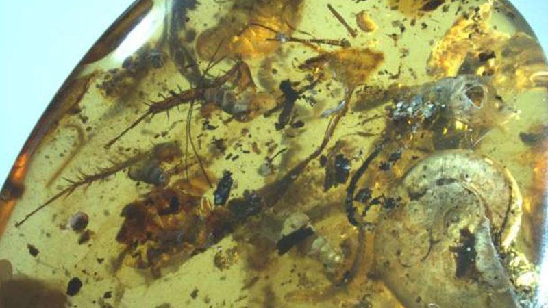 Bir Kehribarın İçerisinde 99 Milyon Yıllık Ammonit Fosili Bulundu