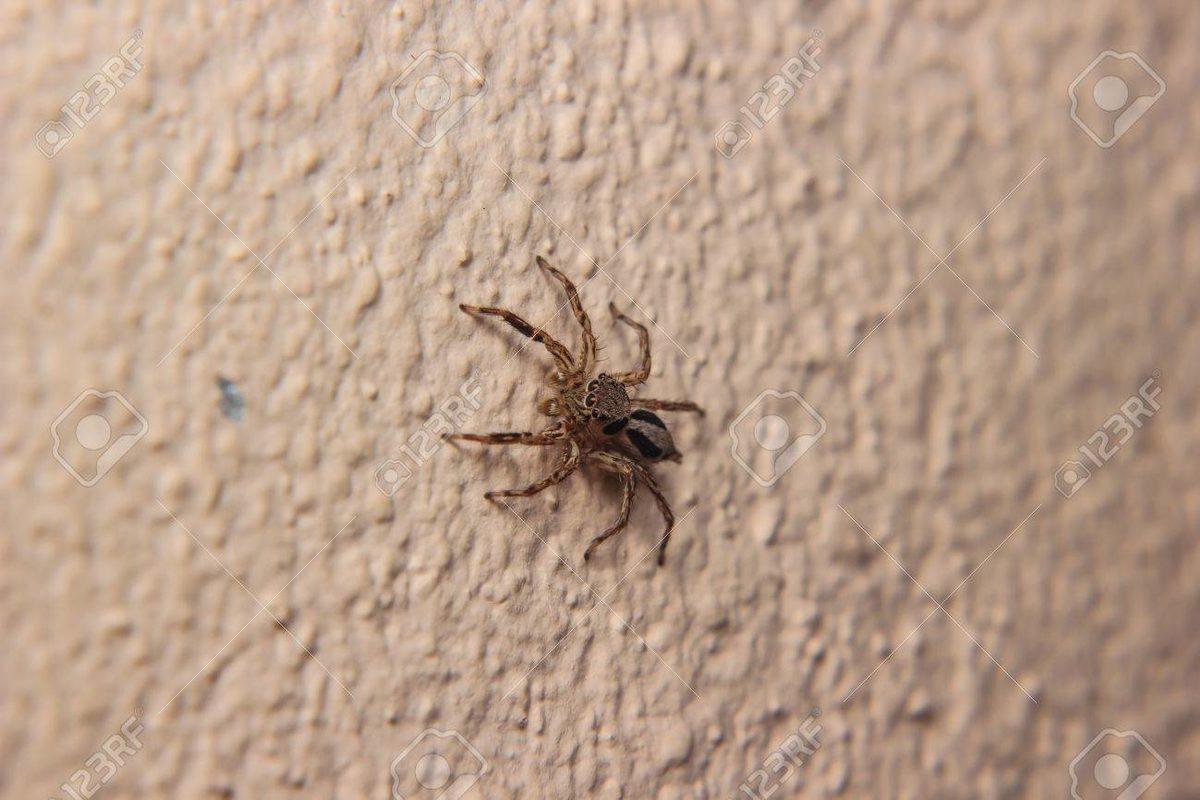 Çin’de Doktora Giden Bir Kişinin Kulağından Örümcek Çıktı