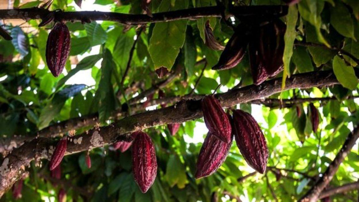 Küresel Isınmaya Karşı Gelen, Hatta Mars’ta Bile Yaşayabilen Bitki Türleri