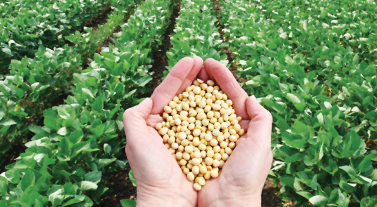 Küresel Isınmaya Karşı Gelen, Hatta Mars’ta Bile Yaşayabilen Bitki Türleri