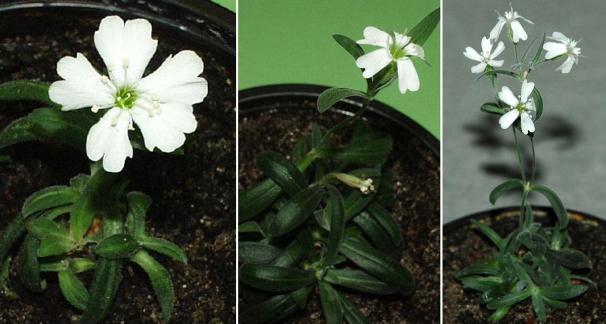 Küresel Isınmaya Karşı Gelen, Hatta Mars’ta Bile Yaşayabilen Bitki Türleri