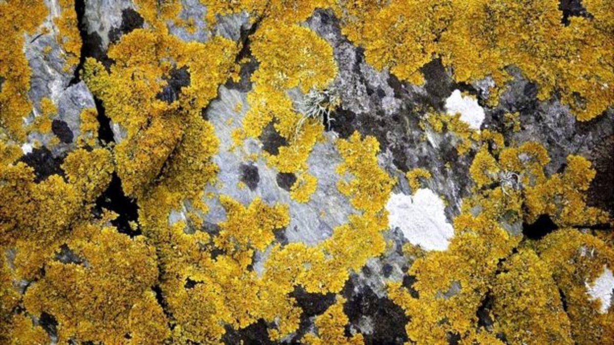 Küresel Isınmaya Karşı Gelen, Hatta Mars’ta Bile Yaşayabilen Bitki Türleri