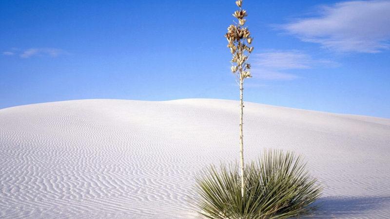 Küresel Isınmaya Karşı Gelen, Hatta Mars’ta Bile Yaşayabilen Bitki Türleri