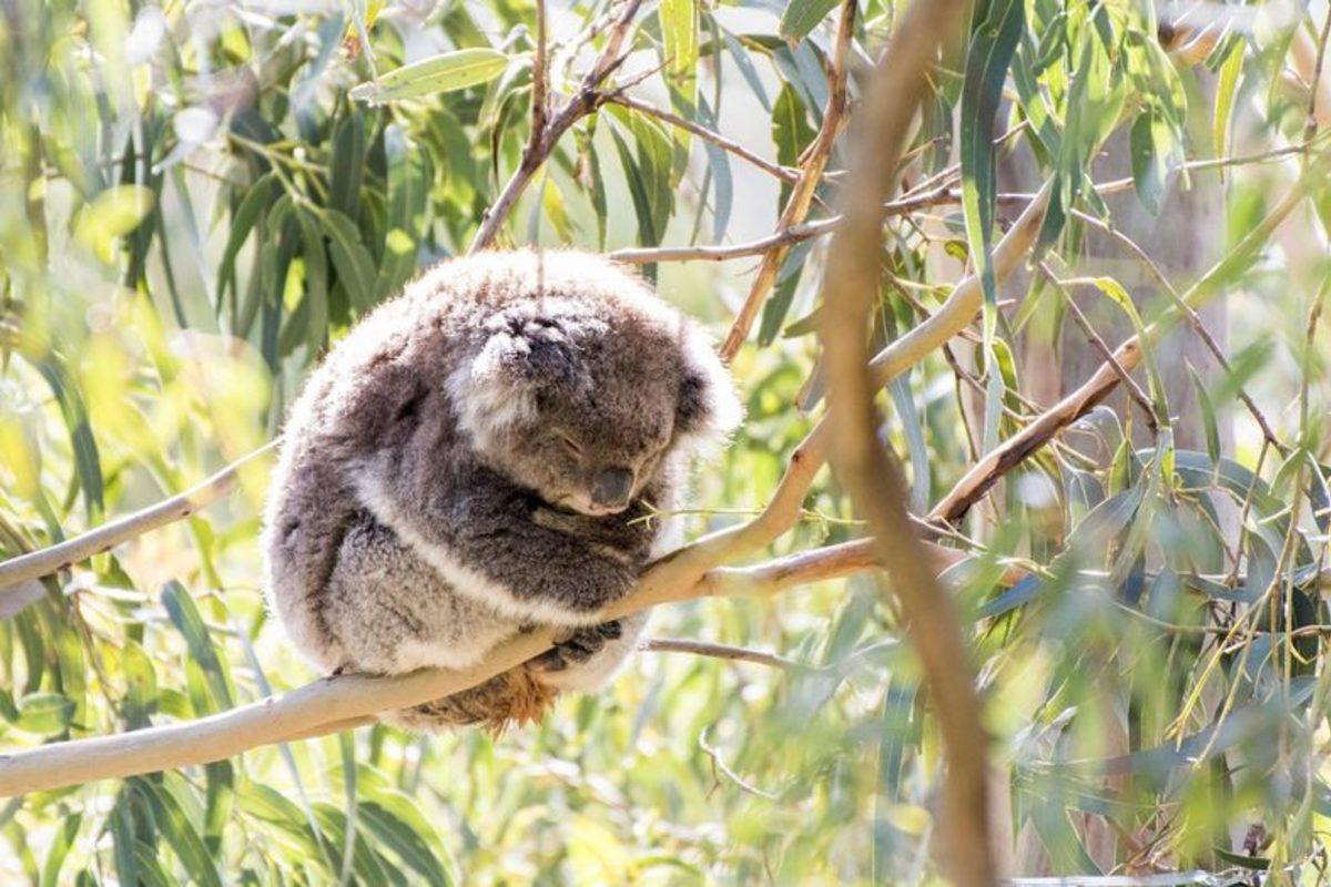 Koalaların Nesli ‘Fonksiyonel Olarak’ Tükendi