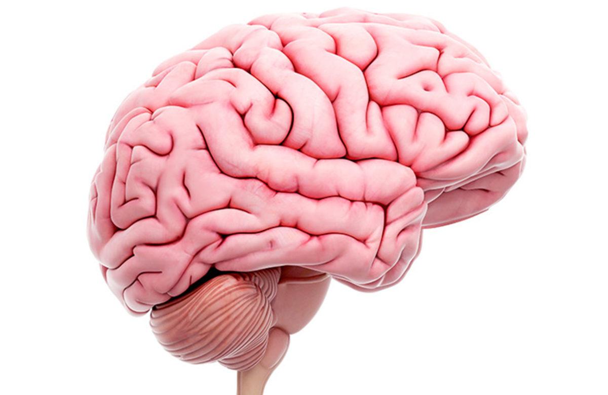 Beyinle İlgili Fikrinizi Değiştirecek 5 Gerçek