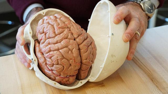 Beyinle İlgili Fikrinizi Değiştirecek 5 Gerçek