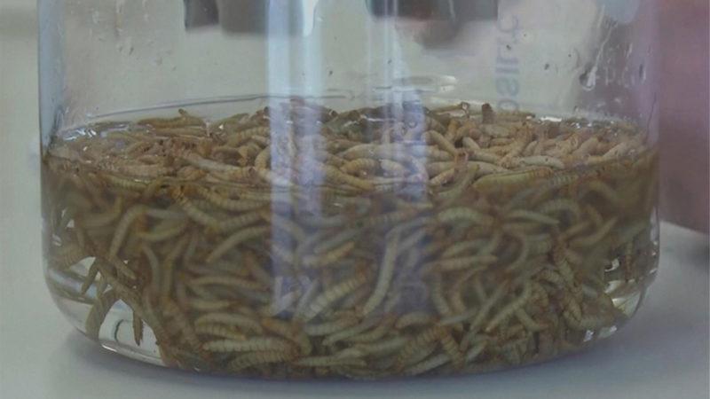 Bilim İnsanları Böceklerden Elde Ettikleri Yağ İle Yemek Yaptılar