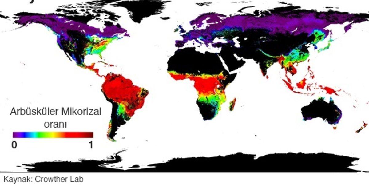 Ağaç ve Bitkilerin Birbirlerine Bağlı Olduğu Bir ‘Sosyal Ağ’ Keşfedildi