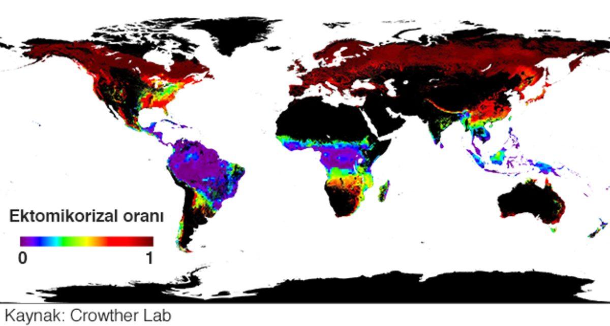 Ağaç ve Bitkilerin Birbirlerine Bağlı Olduğu Bir ‘Sosyal Ağ’ Keşfedildi