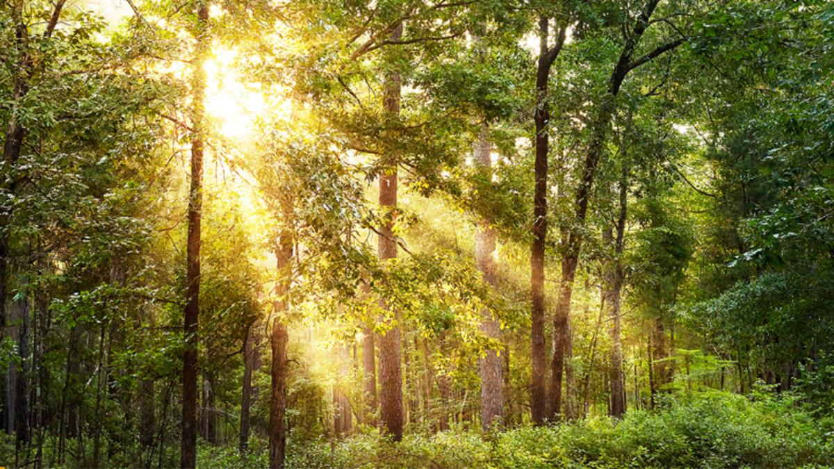 Ağaç ve Bitkilerin Birbirlerine Bağlı Olduğu Bir ‘Sosyal Ağ’ Keşfedildi