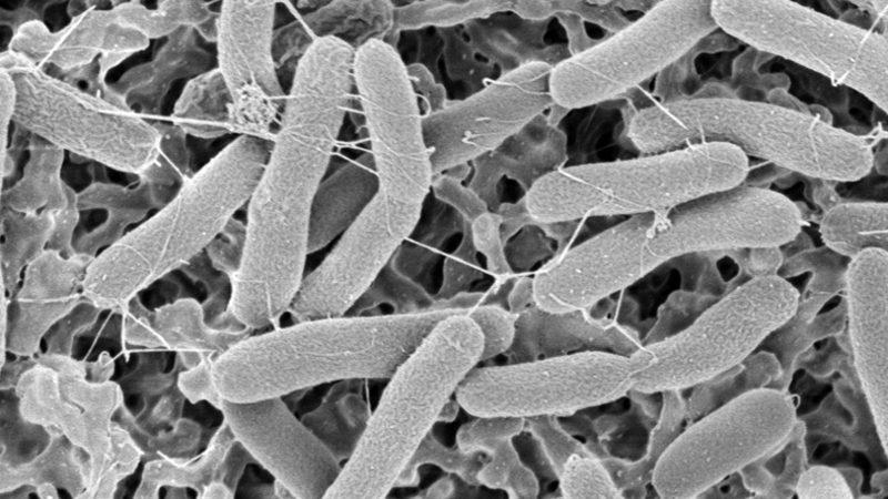 Taş Soluyan Bakteriler Kuantum Bilgisayarlara Katkı Sağlayabilir