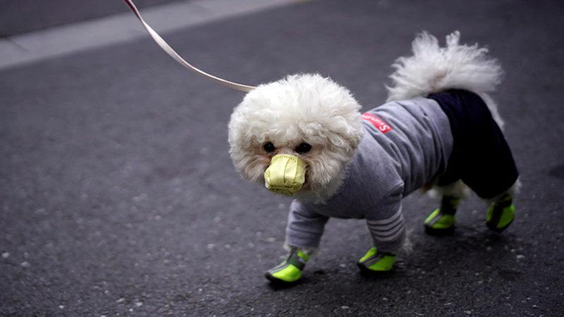 Uzmanlar, Corona Virüsünün Evcil Hayvanlara Bulaşmayacağını Söylüyor