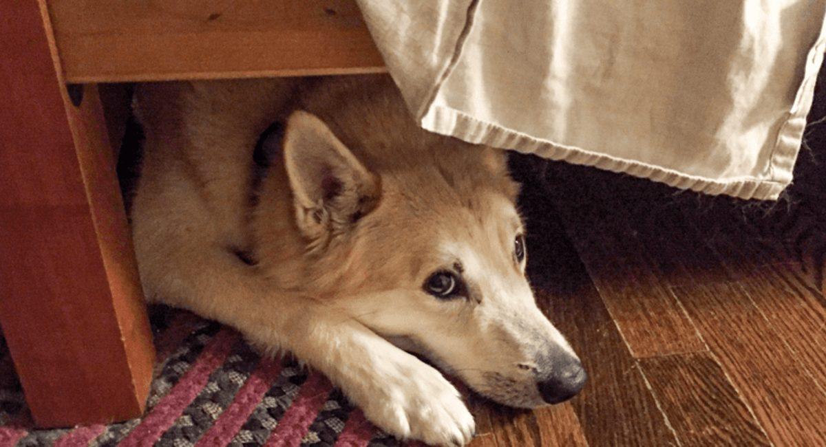 Bilimsel Bir Araştırmaya Göre Köpeklerin Birçoğu Anksiyeteye Eğilimli