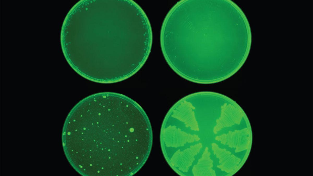 Bilim İnsanları, Yapay Zekâyla Rekor Sürede Antibiyotik Keşfetti