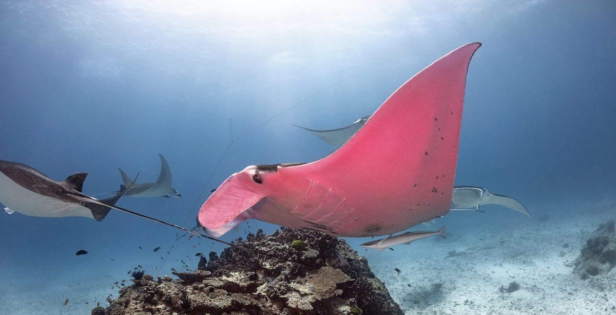 Dünyanın Pembe Renkli Tek Manta Vatozunun Muhteşem Fotoğrafları