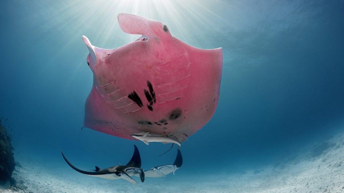 Dünyanın Pembe Renkli Tek Manta Vatozunun Muhteşem Fotoğrafları