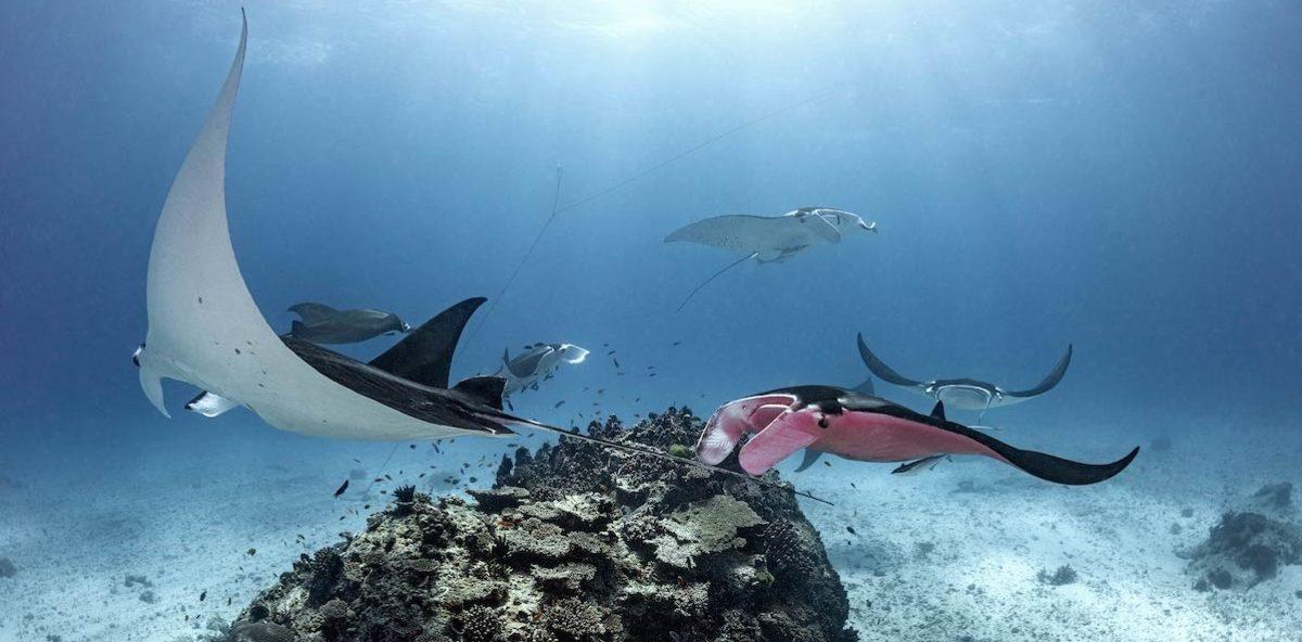 Dünyanın Pembe Renkli Tek Manta Vatozunun Muhteşem Fotoğrafları