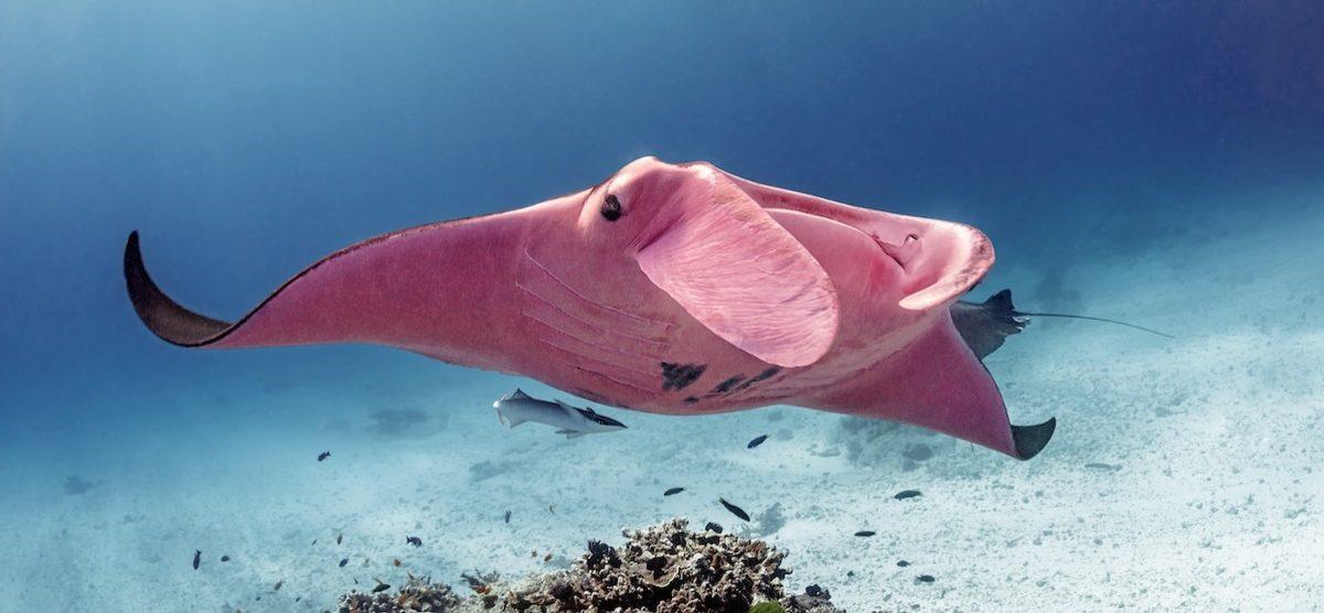 Dünyanın Pembe Renkli Tek Manta Vatozunun Muhteşem Fotoğrafları