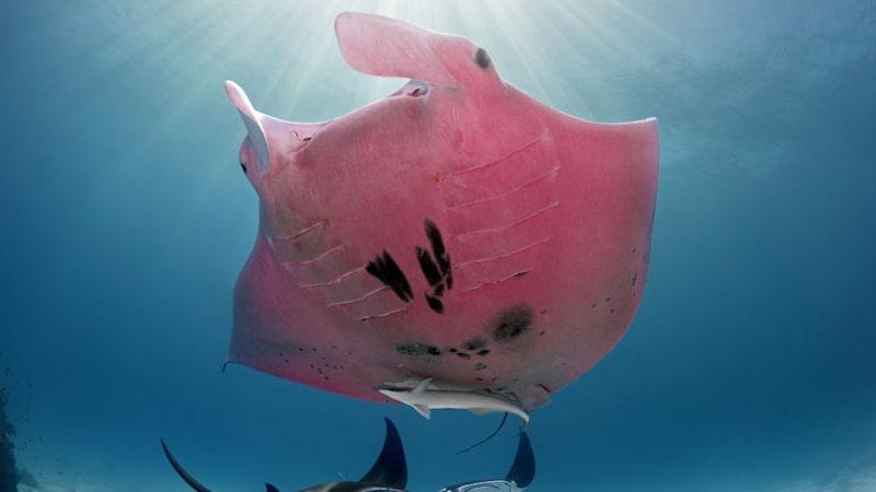Dünyanın Pembe Renkli Tek Manta Vatozunun Muhteşem Fotoğrafları