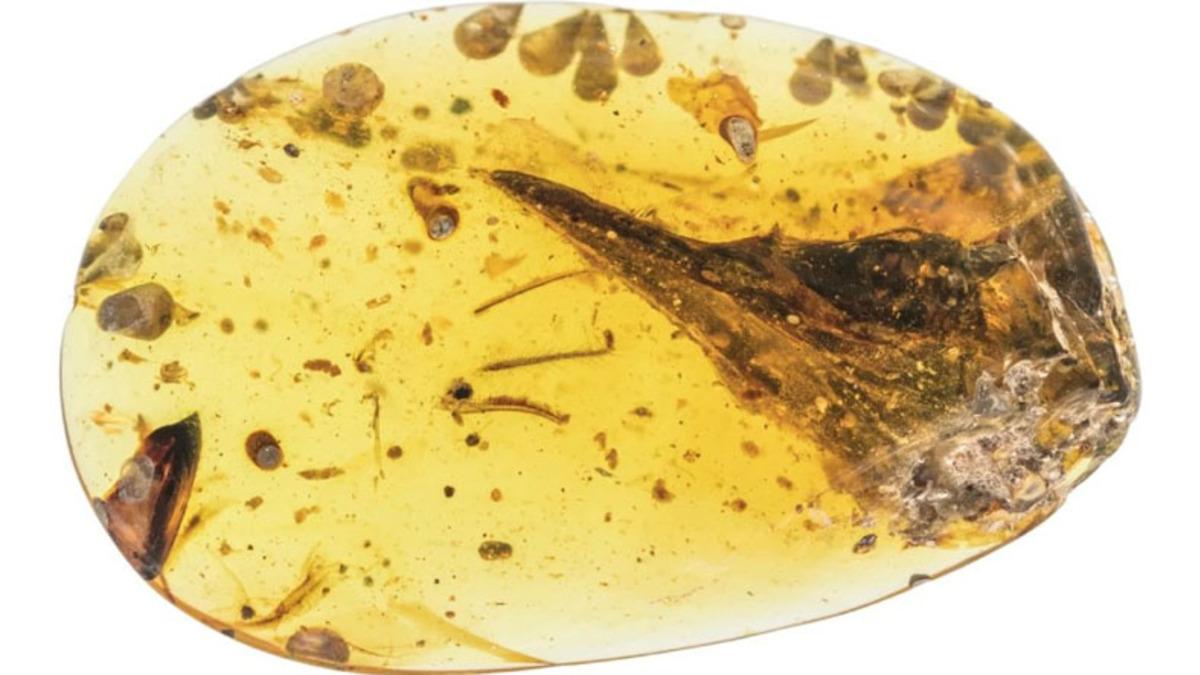 Araştırmacılar, 99 Milyon Yıllık Kehribar İçinde Dinozor Fosili Buldu