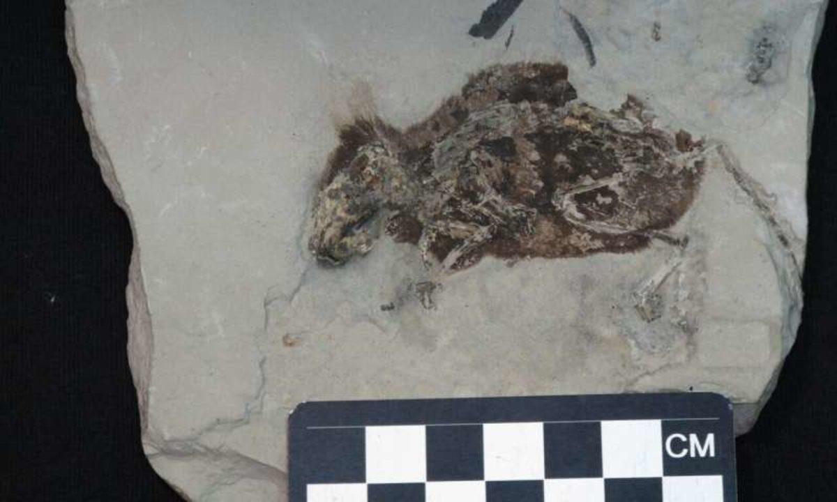 Tarihte İlk Kez Antik Fosillerde Kırmızımsı Renk Buldu